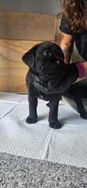 Cuccioli di Labrador