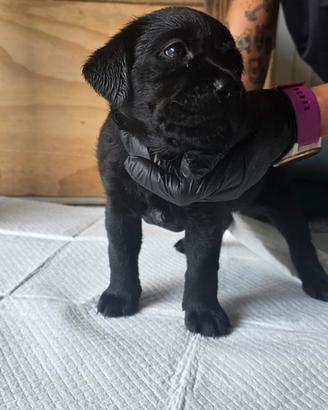 Cuccioli di Labrador