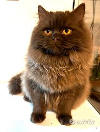 British longhair per accoppiamento monta