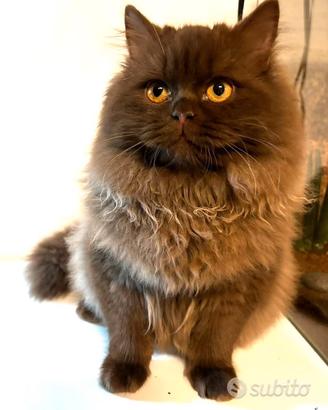 British longhair per accoppiamento monta