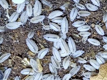 Trichorhina tomentosa