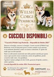 Cuccioli welsh corgi pembroke