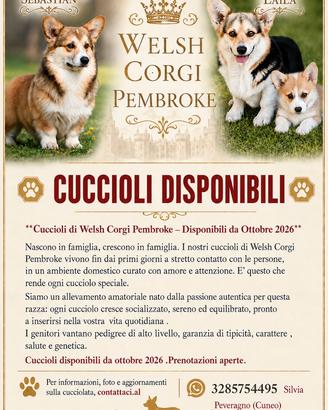 Cuccioli welsh corgi pembroke