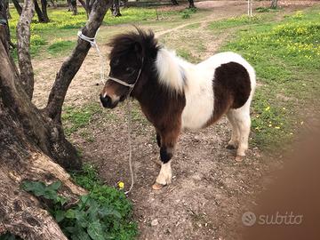 Mini pony maschio