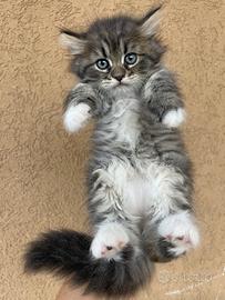 Cucciole di gatto siberiano ipoallergenico
