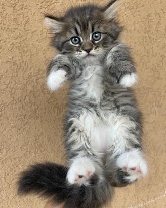 Cucciole di gatto siberiano ipoallergenico