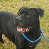 Adozione affettuosa derivata corso in canile