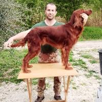 Maschio setter