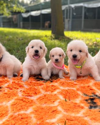 Golden retriver