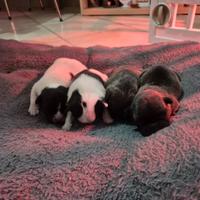 Cuccioli buldog francese