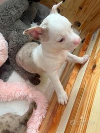Cucciolo Chihuahua