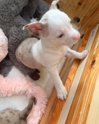 Cucciolo Chihuahua