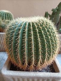 Echinocactus grusoni