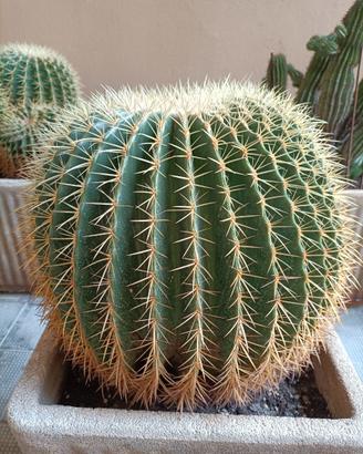 Echinocactus grusoni