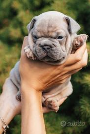 Bulldog francese