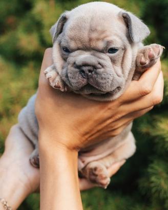 Bulldog francese