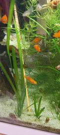Pesci Guppy e platy