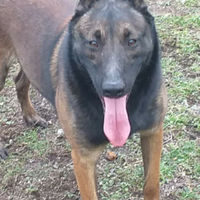 Pastore belga malinois