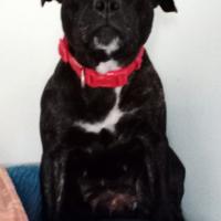 Staffordshire Bull Terrier