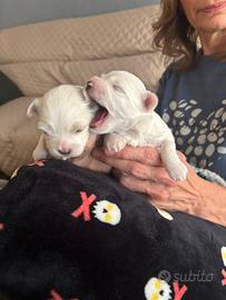 Cuccioli di maltese