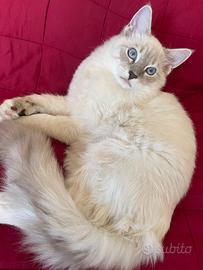Gatto ragdoll