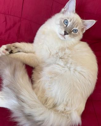 Gatto ragdoll