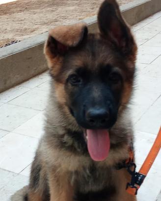 Cucciolo di Pastore Tedesco
