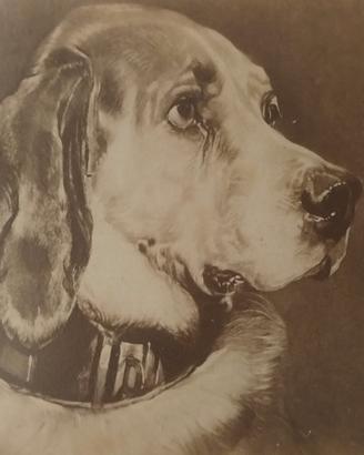 Cane MASTINO Foto albumina fine 1800 di stampa