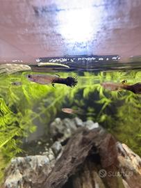 Guppy a 0,70 caridine 1