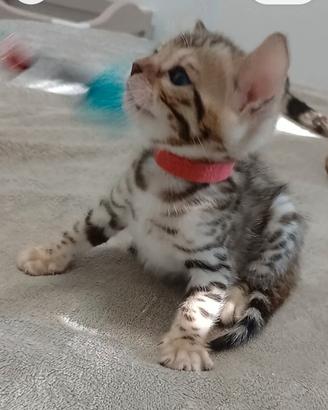 Gatti del Bengala