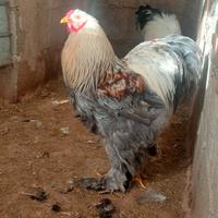 Coppia brahma salmone