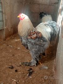 Coppia brahma salmone