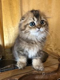 Cuccioli scottish