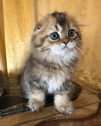 Cuccioli scottish