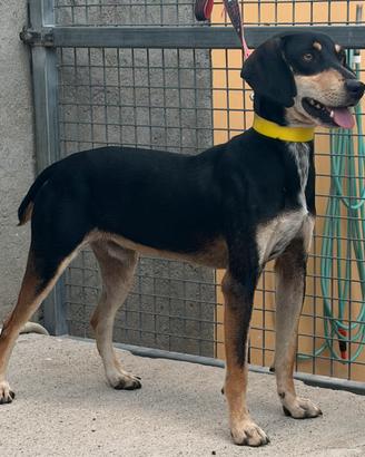 Cuccioloni avviati di segugio maremmano