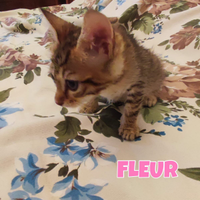 Ginny e Fleur gattine di tre mesi