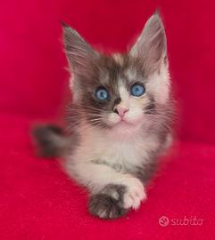 femminuccia maine coon occhi blu