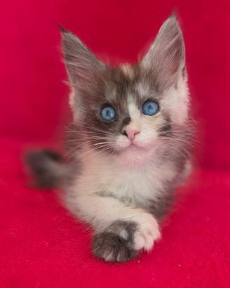 femminuccia maine coon occhi blu