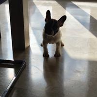 Bulldog francese