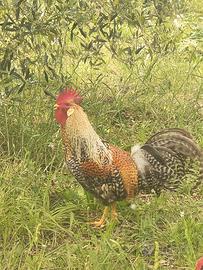 Gallo Oliver Egger 1 anno