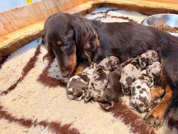 Bassotti cuccioli con pedigree