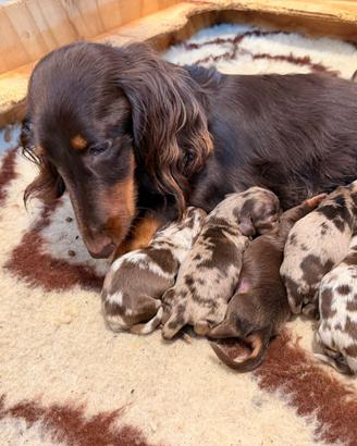 Bassotti cuccioli con pedigree