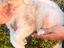 Immagine 4