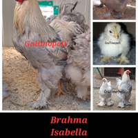 UOVA Razze pure galline ornamentali