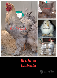 UOVA Razze pure galline ornamentali