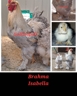 UOVA Razze pure galline ornamentali