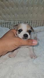 Chihuahua maschio toy Allevamento Cucciolisole