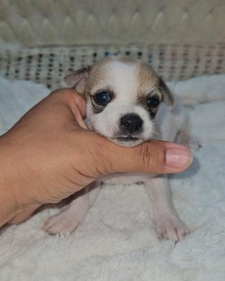 Chihuahua maschio toy Allevamento Cucciolisole
