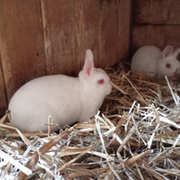 Conigli nani razza rex