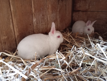 Conigli nani razza rex